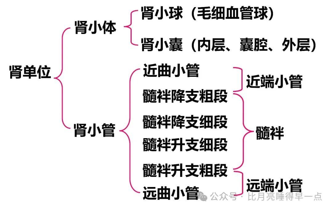 知识宝典肾脏生理学2肾小球的滤过功能
