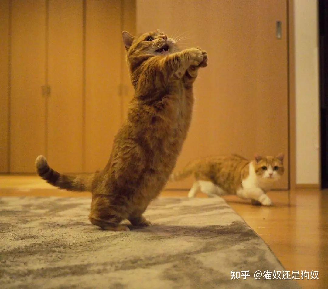 养猫久了才知道,猫咪看到你回家“又扑又咬”,其实有几种含义 - 知乎