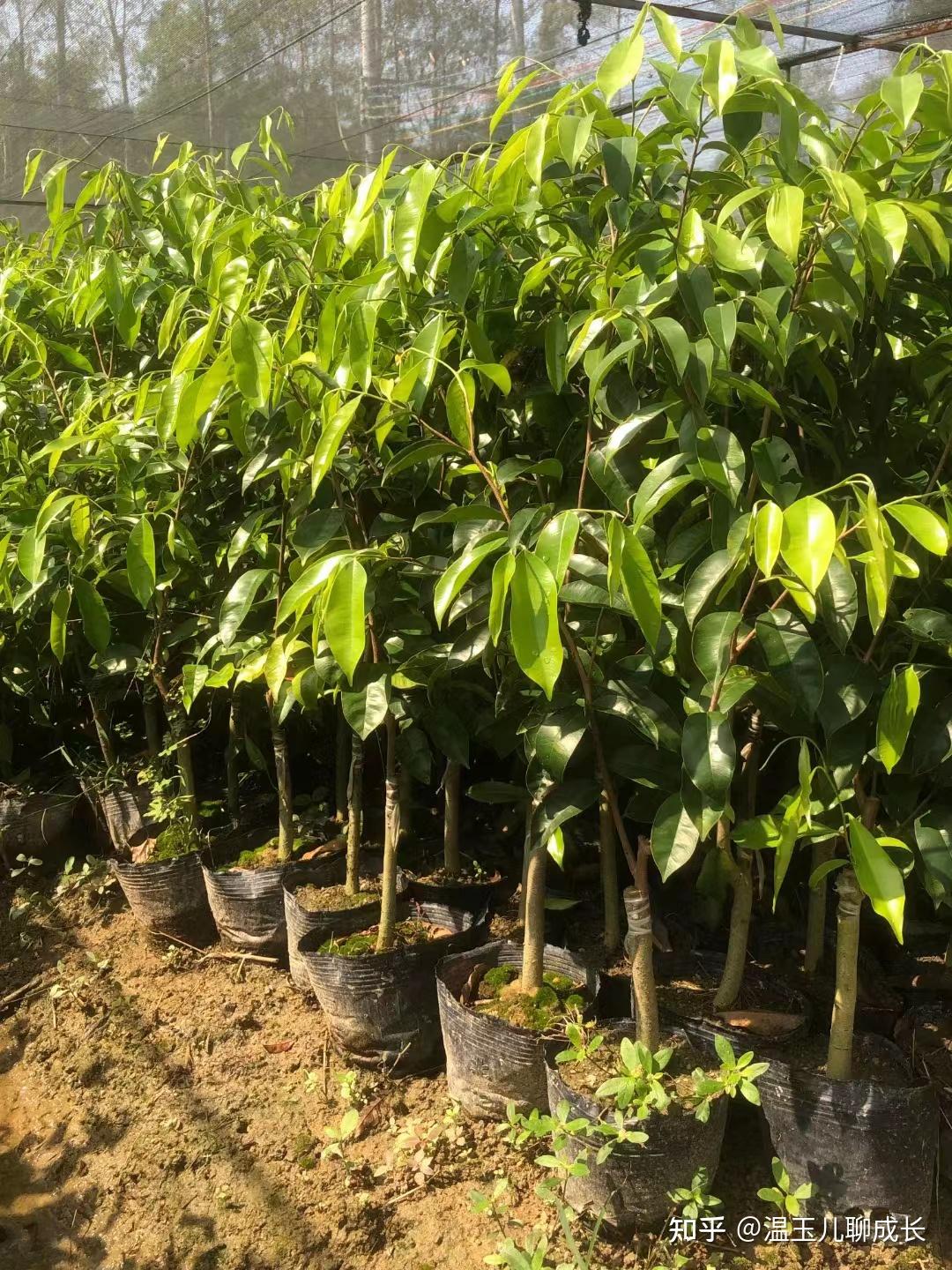 市面上主流的奇楠沉香品种介绍(想要种植奇楠沉香的朋友必看) - 知乎