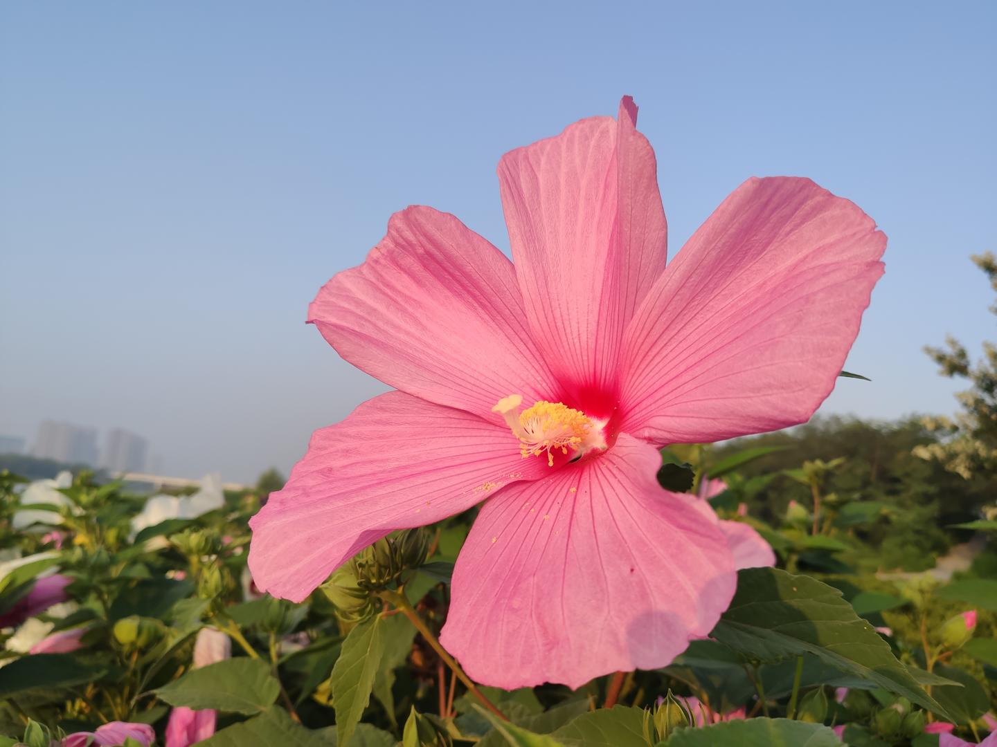 米九手机记录 花比脸大的大花秋葵 知乎