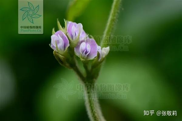 节气物种日历 芒种 大豆 知乎