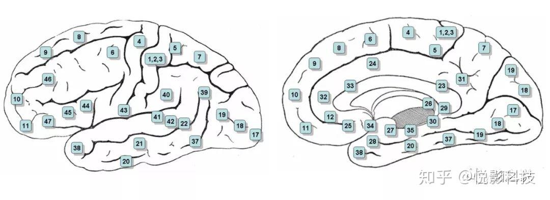 聊一聊brodmann大脑皮层分区
