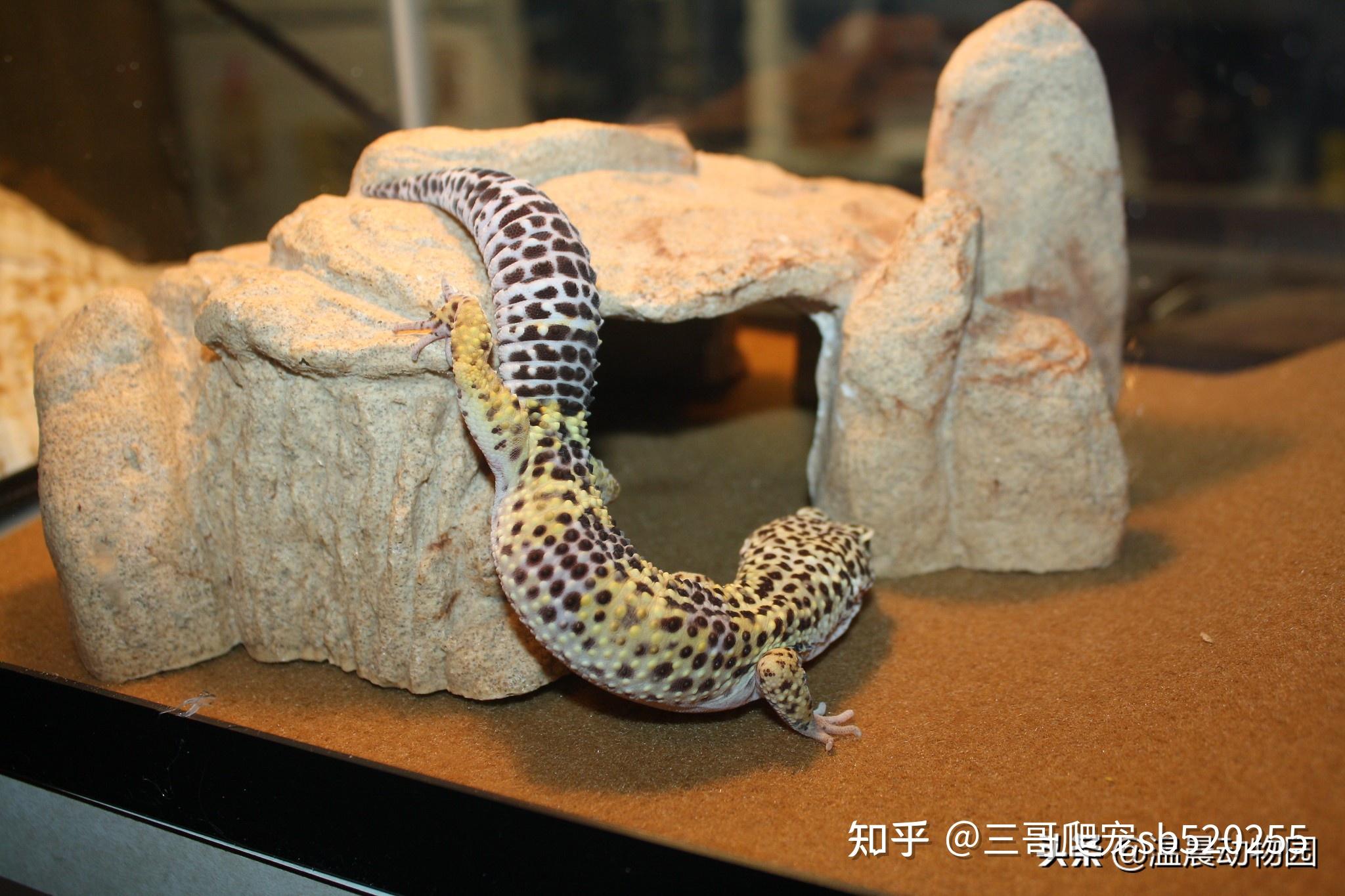 虽然从豹纹守宫生存角度来说,它们的饲养箱内不太需要没有实质作用的