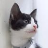 猫为什么呕吐黄水？ - 知乎