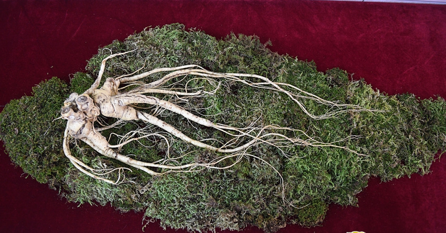 "世界参王"价值几千万!净重600克,参龄200年,发现于长白山