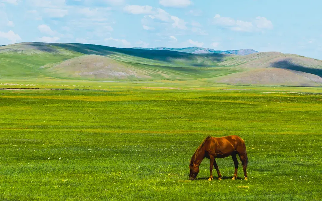 呼伦贝尔大草原是世界著名的三大草原之一,这里水草丰美,景色宜人,有