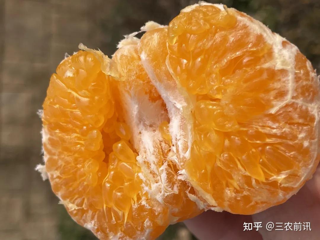 天天吃耙耙柑会上火吗女生(天天吃耙耙柑会上火吗女生吃什么)