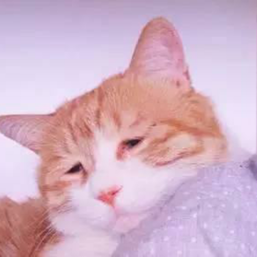 猫在笑
