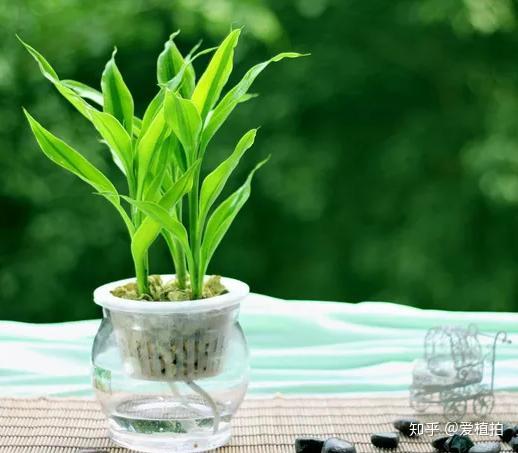 最适合懒人水培植物 不仅颜值高还超级好养活 知乎