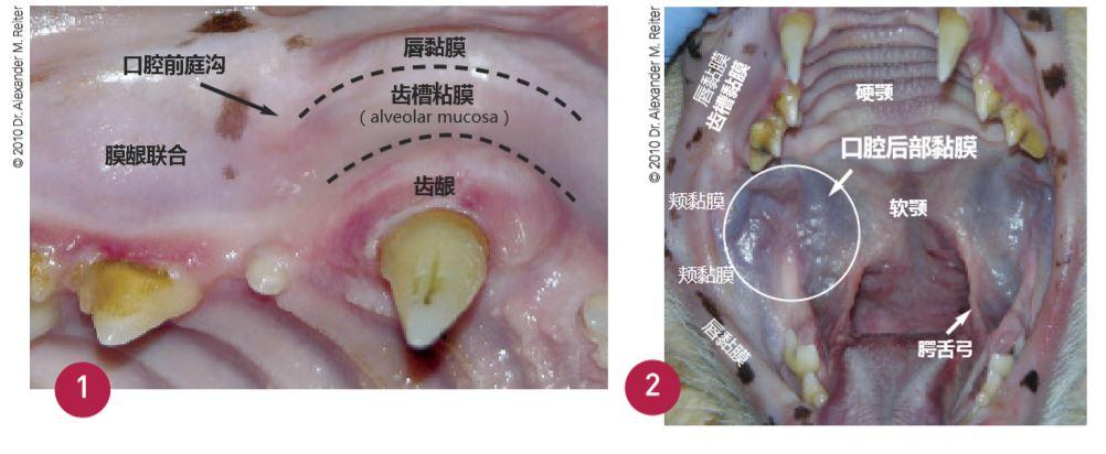 猫口炎(Feline Stomatitis):辨识、认知、控制与治愈