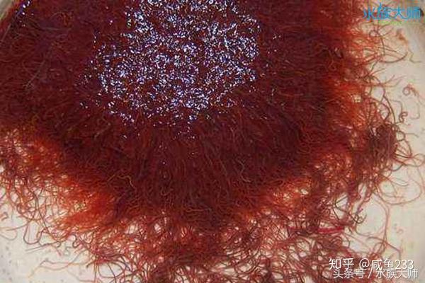 喂鱼的红线虫和血虫是同一种生物吗如果不是该如何区分呢