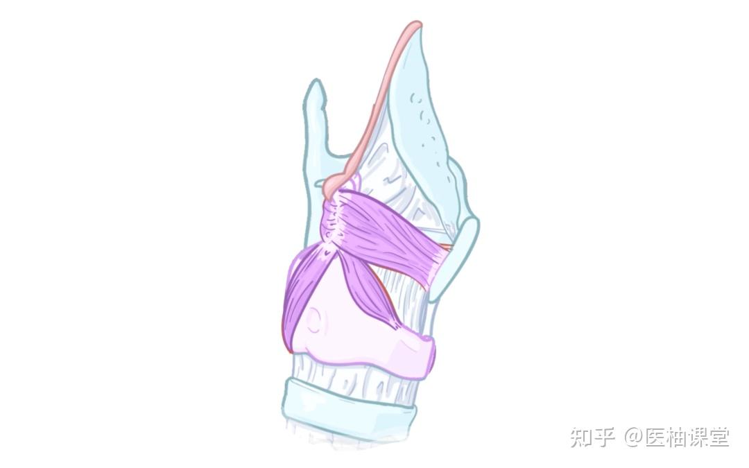 人体解剖学基础:迷走神经 - 知乎