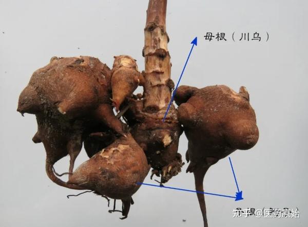 带你识别川乌 - 知乎
