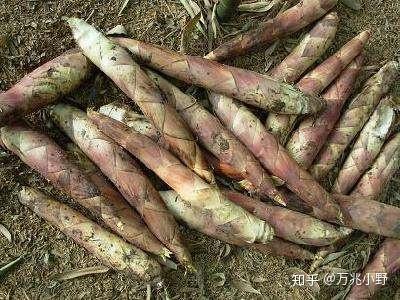 农村有这么一种野菜 可以治疗扁桃体炎 知乎