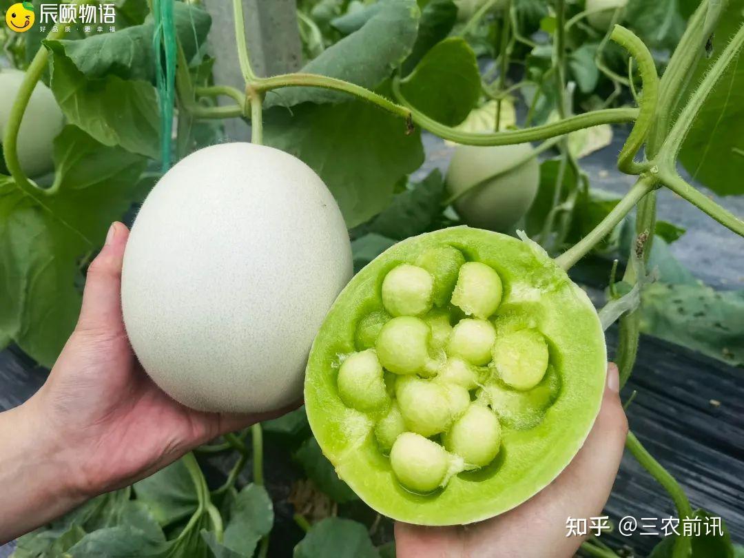 辰颐物语长在藤蔓上的冰淇淋玉菇甜瓜甜满整个夏天