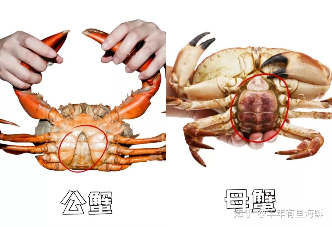 年年有鱼 I 教你如何分辨公蟹和母蟹!别再把蟹膏当作蟹黄了~ - 知乎