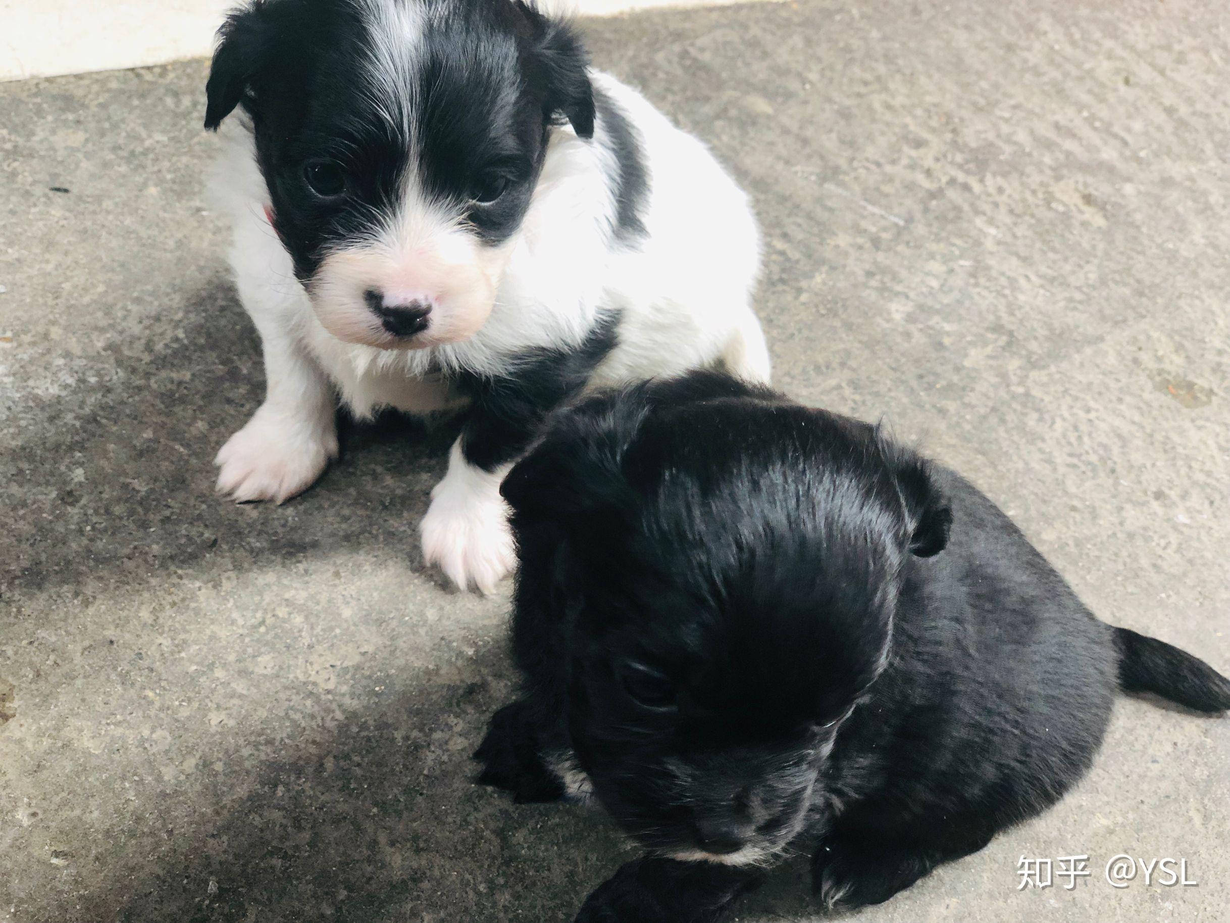 请问泰迪跟边牧的杂交长大之后是什么样子啊