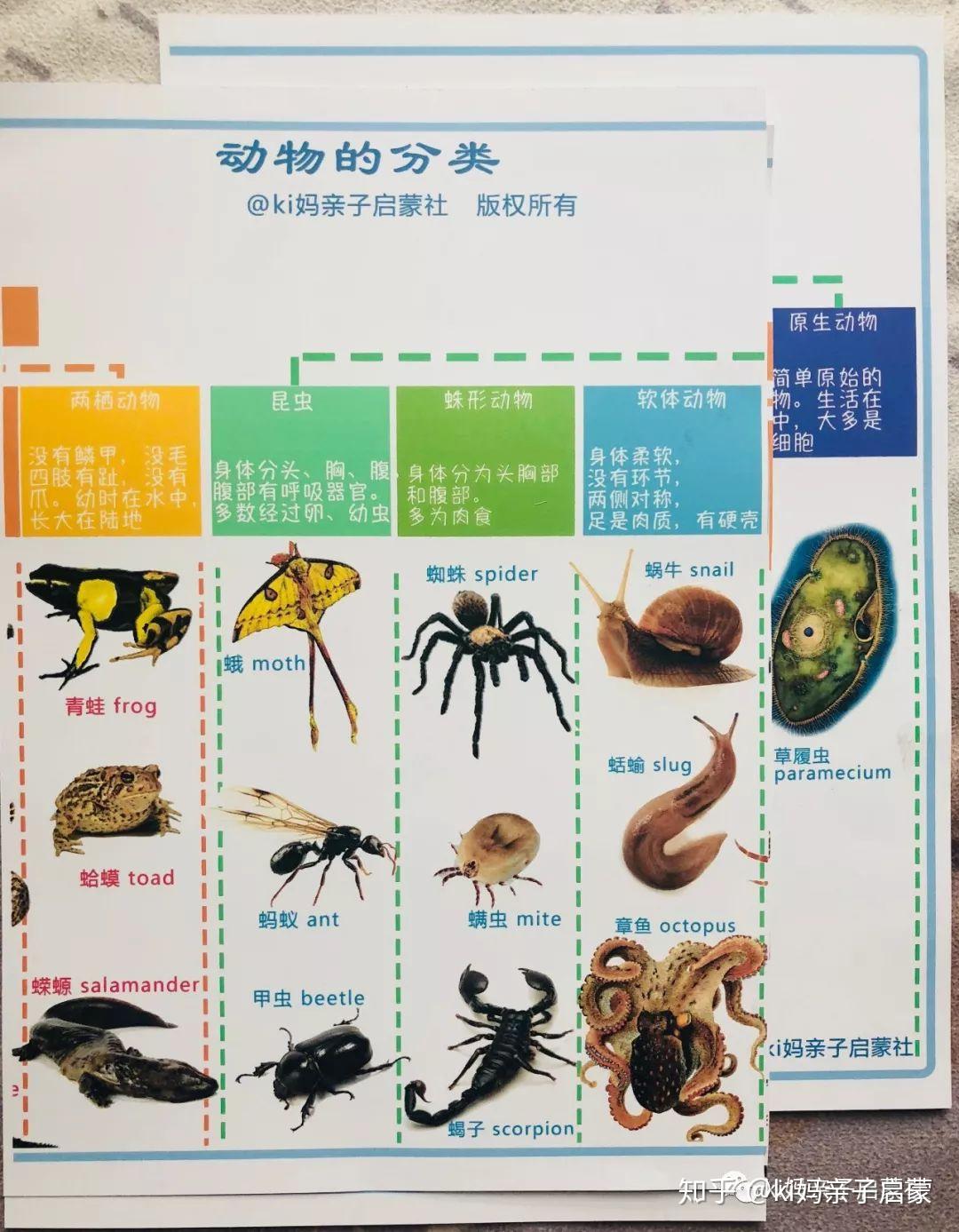 昆虫分类 图表图片