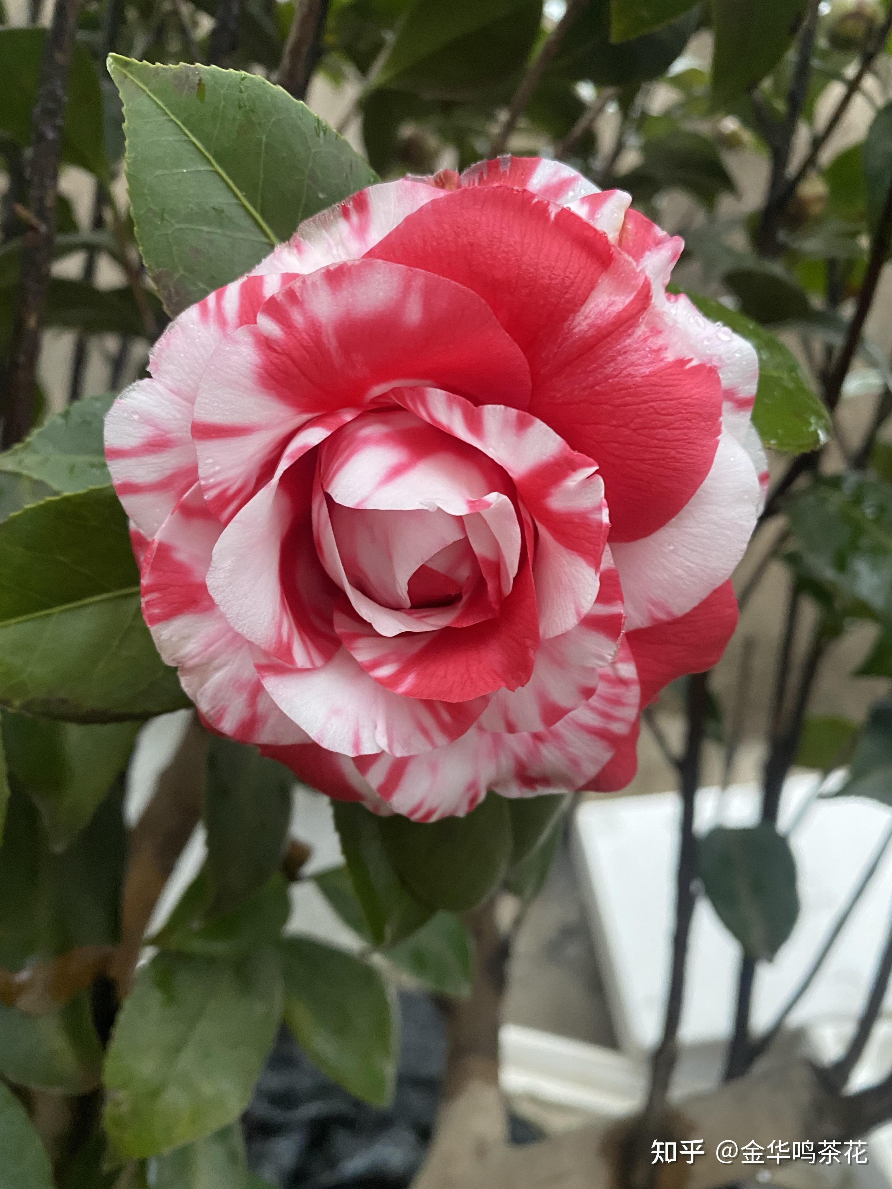 早花一朵来自吉普赛专业做茶花嫁接及种植茶花金华鸣茶花