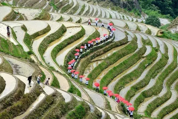 广西桂林大地最美指纹龙脊梯田四季旅游摄影攻略