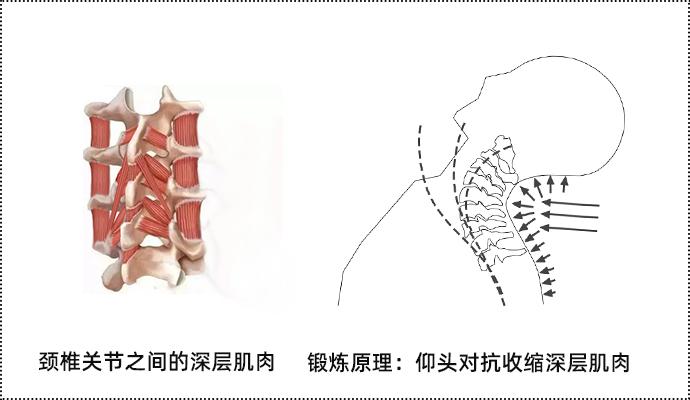 颈椎和人体四肢的肌肉没有本质的不同,四肢无力很快可以通过锻炼改善