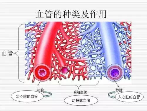 血液分為動脈血和靜脈血,動脈血裡因為富含氧氣,所以看起來鮮紅一些.