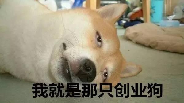 比如创业狗~~~其实,宝宝们真的不用太紧张,这是一个最坏的时代