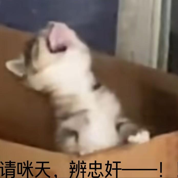 小狼桑