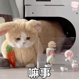 18个网红猫豆包表情包宝贝我来了兔兔祟祟你找我嘛事