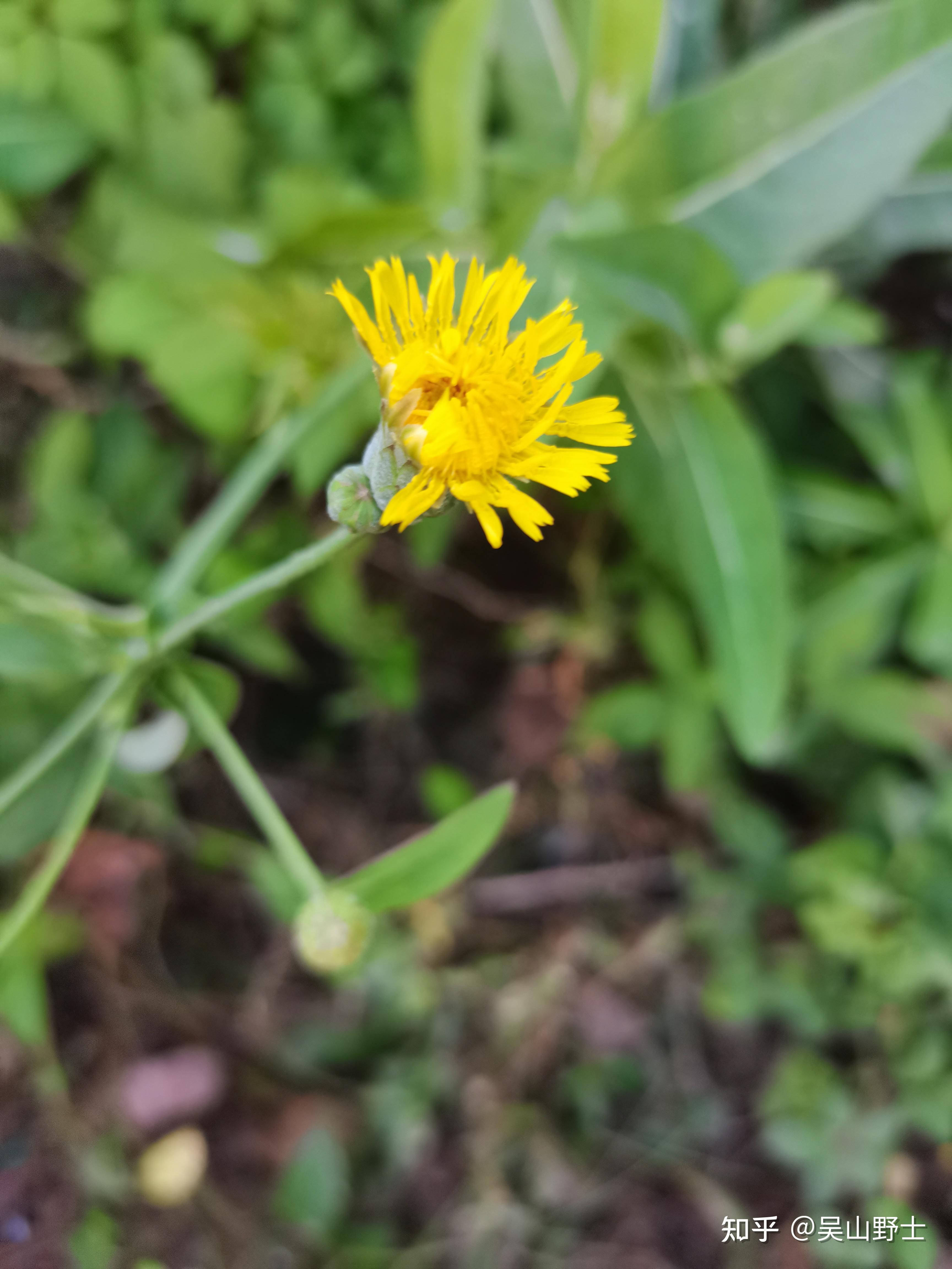 苦苦菜,苦菜,刺蓟,大丁草,苦麻叶,甜苣,山苦荬,苦沫菜,苦卖菜,苣苣菜
