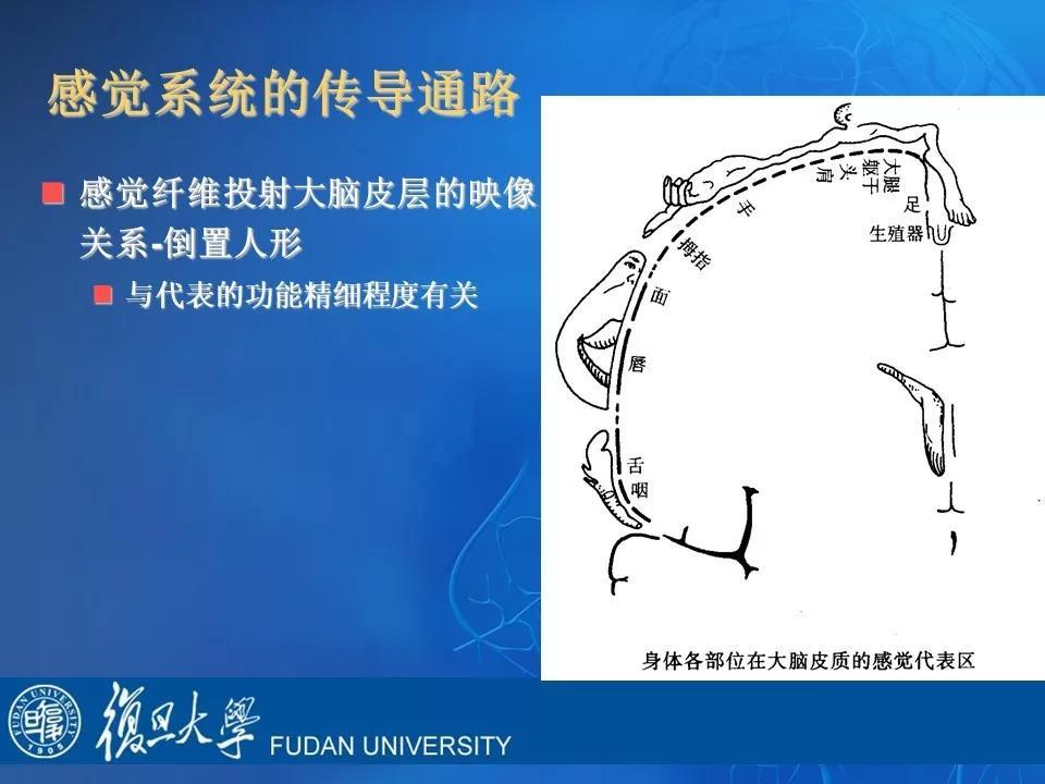 干货收藏神经系统疾病的定位诊断