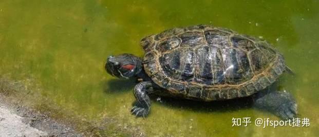 海龟寿命有多少 v2-9f0787c29ef28184fb7d94c6211fe4f5_r.jpg