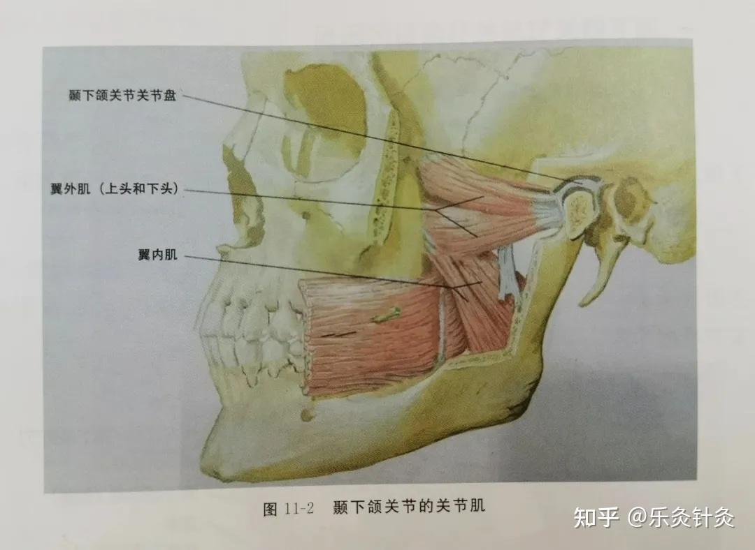 颞下颌关节与关节盘的应用解剖