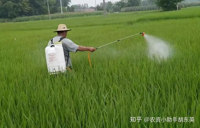 草莓專用葉面肥優質草莓葉面肥葉面肥追肥怎麼噴施