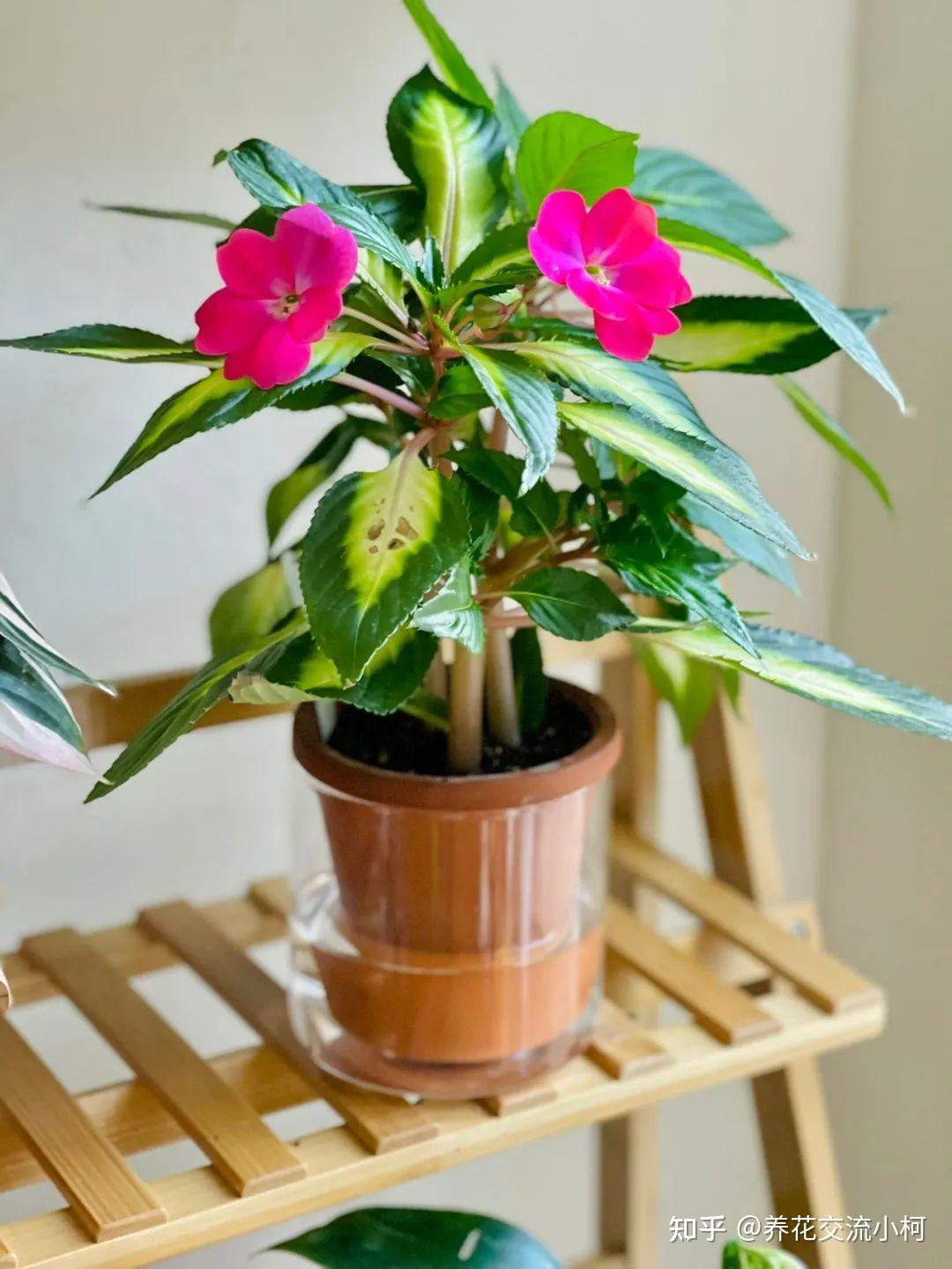 常见的指甲花、新几内亚凤仙和苏丹凤仙花,养花盆里就很容易开花 - 知乎