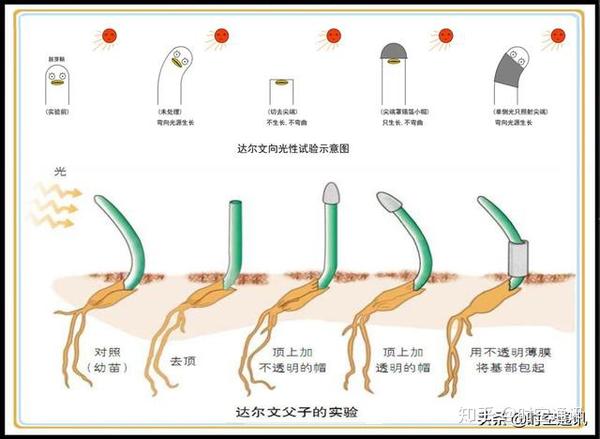 有人担心太阳不再升起,向日葵活着没有意义,你怎么看? - 知乎