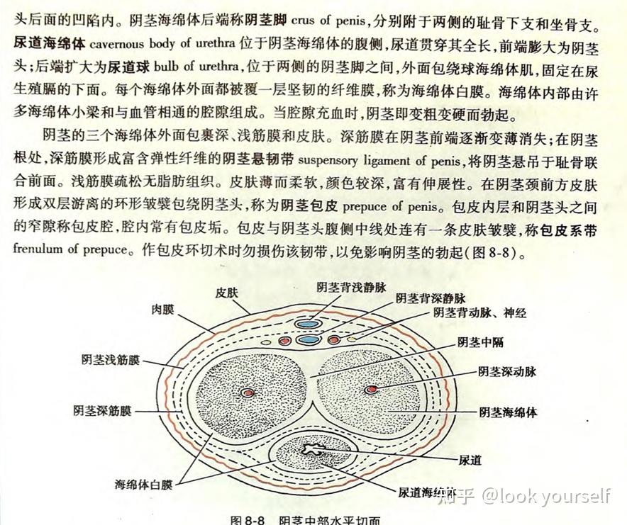 男性尿道细长,长约18cm,起自膀胱的尿道内口,止于尿道外口,行程中通过