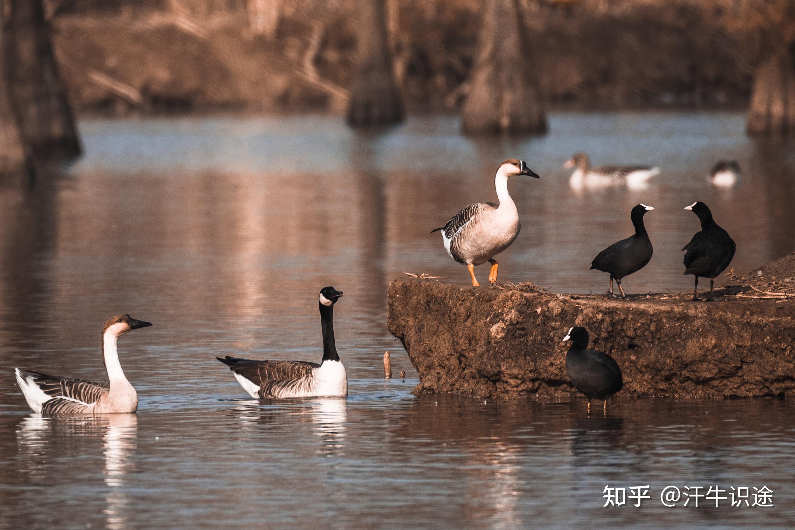 可以分享一下你用长焦镜头拍的照片吗