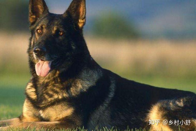 世界上被明令禁养的6大最凶猛的犬种，见到躲远点！保护好生命 - 知乎