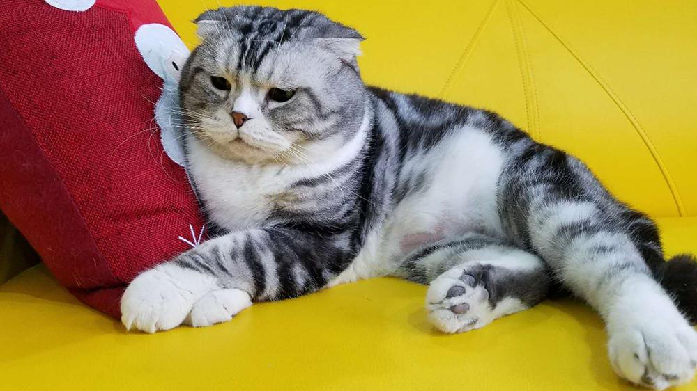 ダイヤル 相対サイズ 聖なる 猫 粗相 膀胱 炎 Mothers Cafe Jp