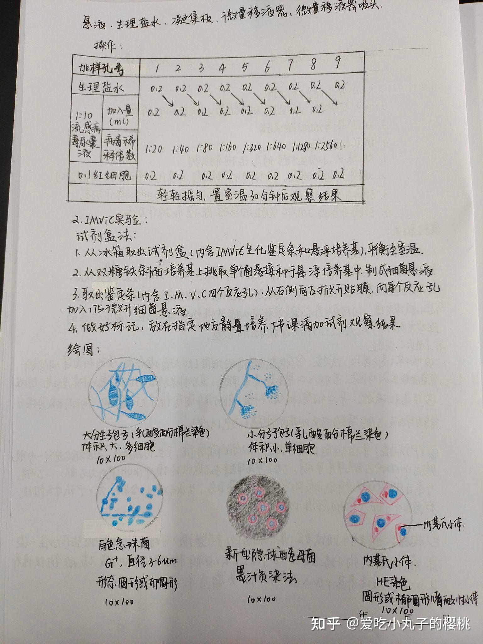 酵母菌实验报告绘图图片