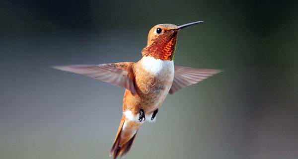 u4 内核团队再出发,打造全新 flutter 渲染引擎 —— hummer