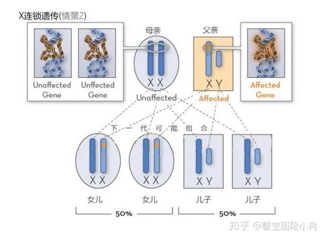 色盲做試管嬰兒可以避免遺傳下一代嗎