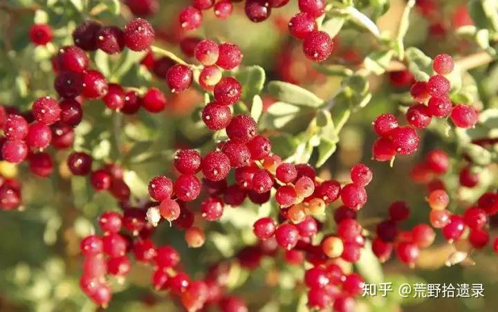 超旱生白刺属植物 - 知乎