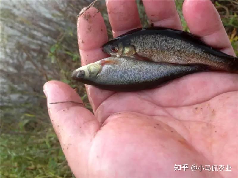 长白山农民养冷水鱼王10斤重比1头猪贵3年长1斤长啥样子