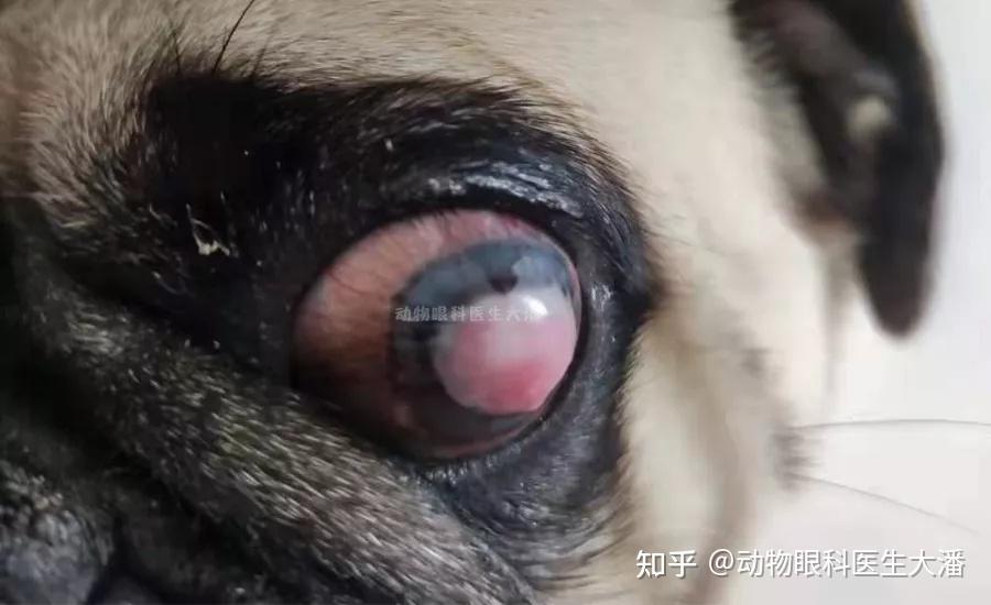 巴哥角膜增生眼睛红肿角膜溃疡的治疗