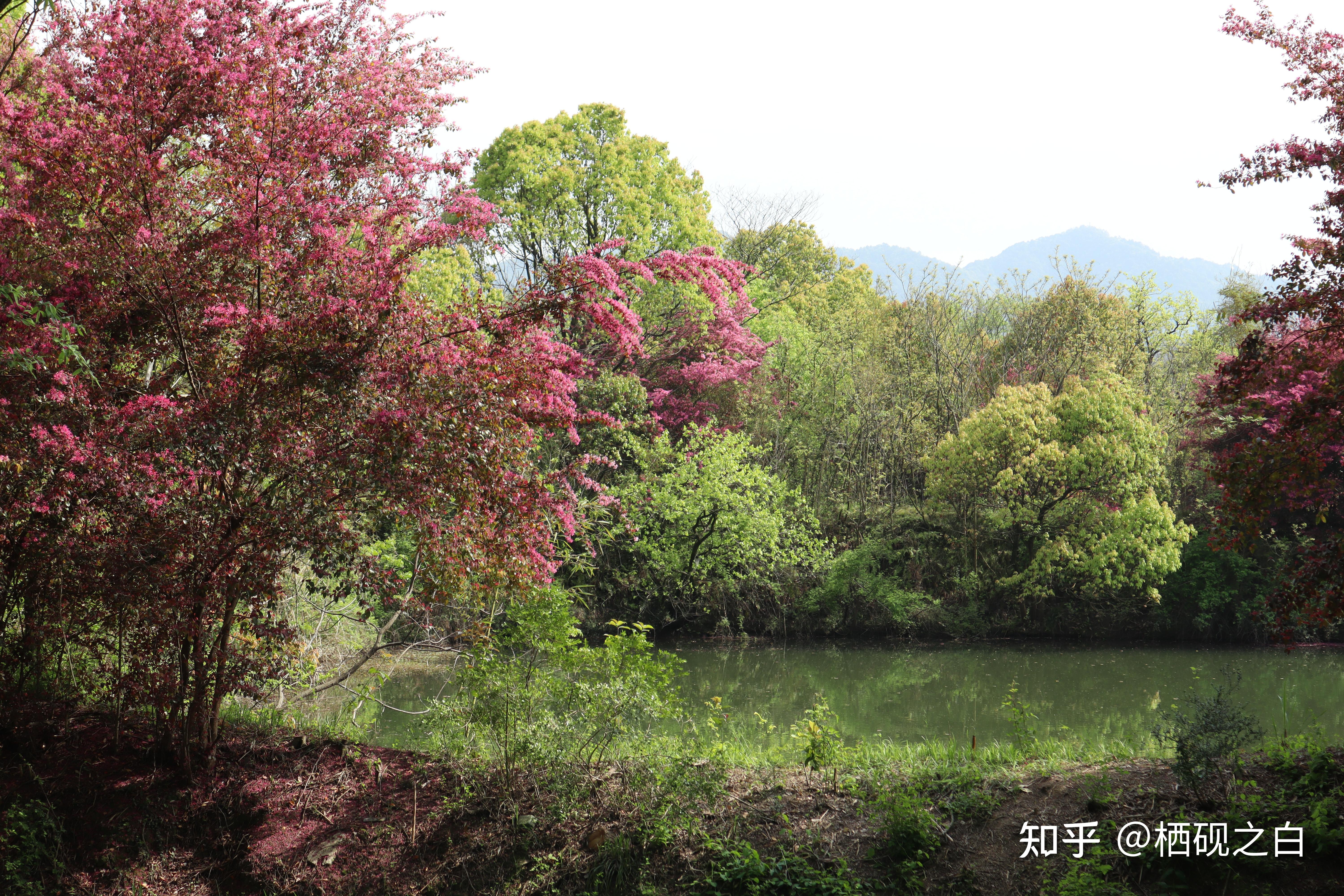 西溪湿地绿堤免费开放图片