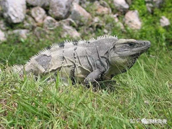 中美刺猬鬣蜥应如何饲养 中美刺尾鬣蜥饲养 双偶网