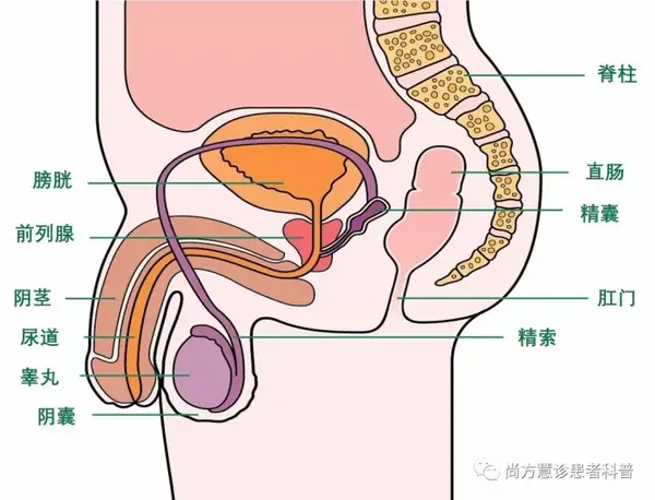 如何保留男性癌症患者的生育功能?答案全在這裡了