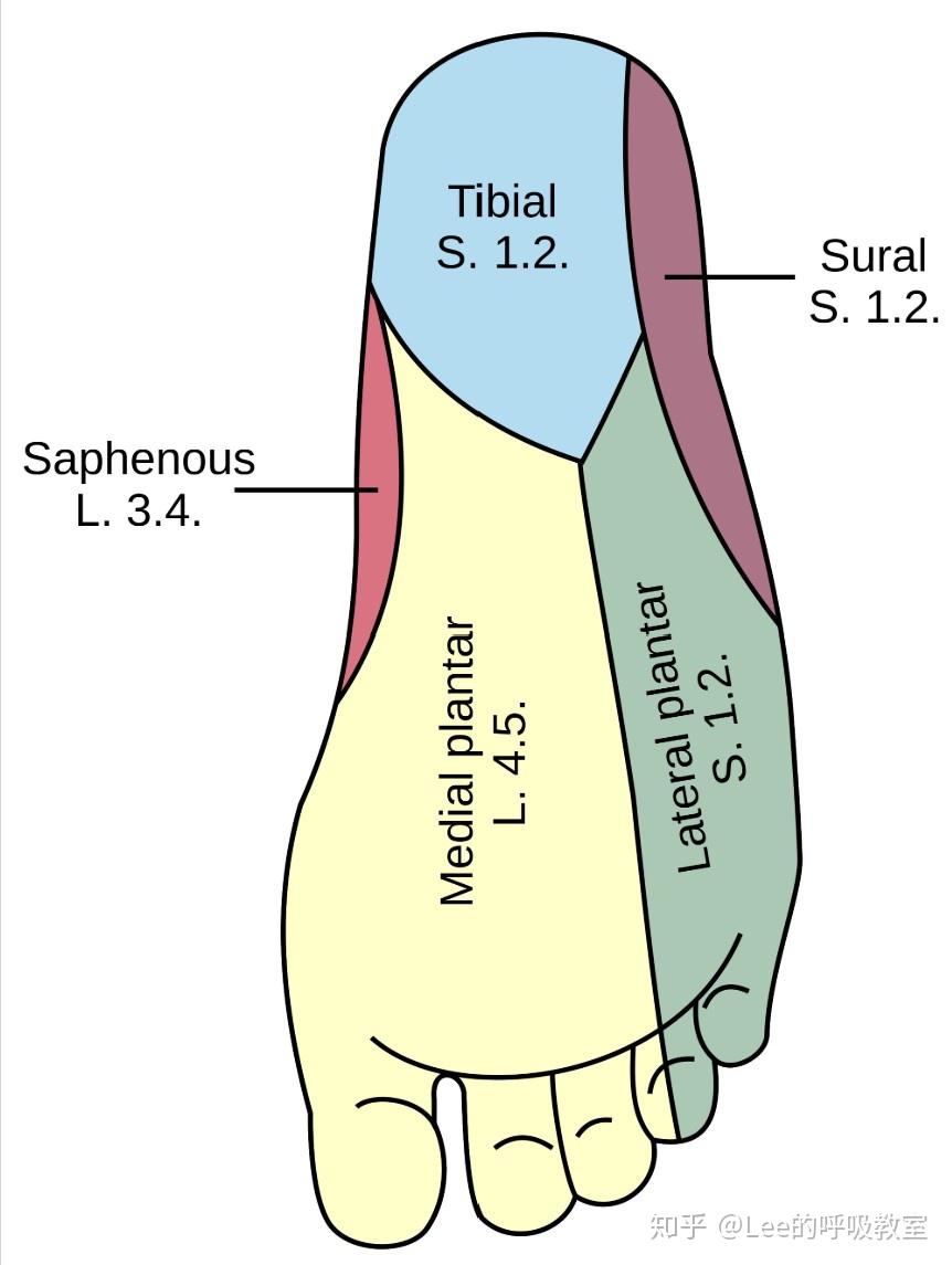 我们的足应当在 pronation 和 supination 的两种状态频繁进行切换